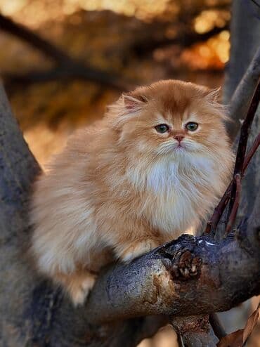 кошачий питомник в бишкеке: Котята британцы шотландцы На фото котик шикарная серебристая шиншилла — 1