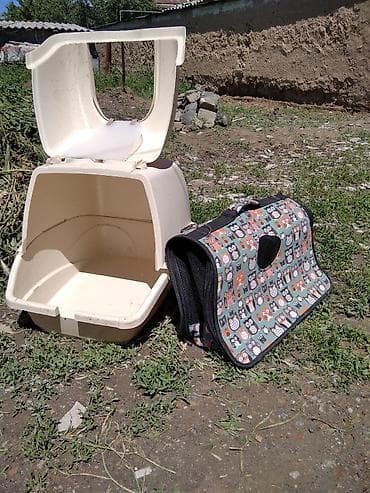 Мышыктар сатылат: Рыжий домашний котенок. отдам в хорошие руки - Окрас: теплый — 8