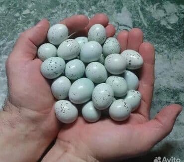 куры доминанты: Продаю | Инкубационные яйца — 4