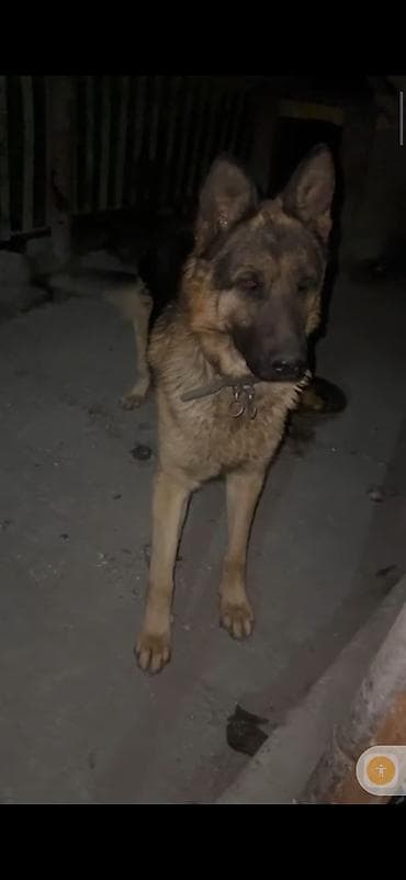 собака беловодск: Немецкая овчарка, 1 год, Самец — 2