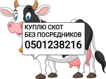 отдам даром вислоухого котенка: Куплю с/х животных — 1