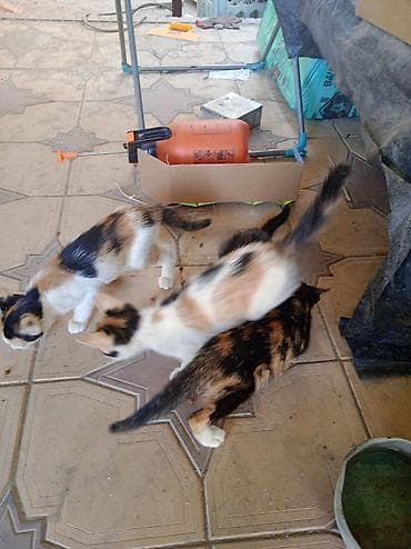 cat sofa: Котята трёхцветные (черепаховые) - Окрас: бело-рыже-черный — 2