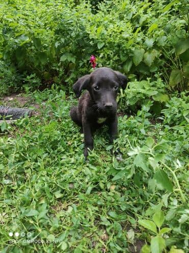 Ищут дом и заботливых хозяев щенки девочки. С последующей at lalafo.kg Ищут дом и заботливых хозяев щенки девочки. С последующей