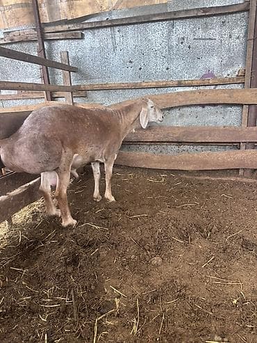 романовский порода: Продаю | Баран (самец) | Арашан | Для разведения | Племенные — 3