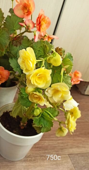 Бегония в горшке. - Пышное цветение крупными махровыми цветами. -