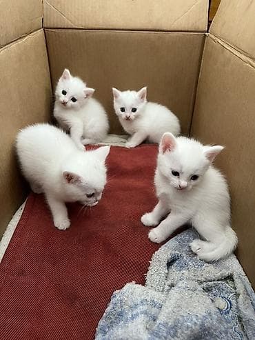 сухое молоко для котенка: 1 месяц, Мальчик, Белый, Приучена к лотку — 1