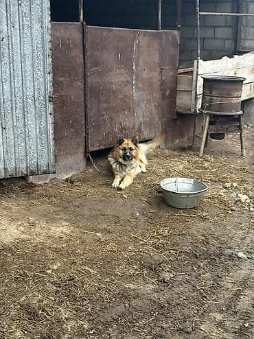 Овчарка, 1 год, Самец