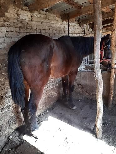 Услуги ветеринара: Продаю | Кобыла (самка) | Полукровка | На забой, Для разведения — 3