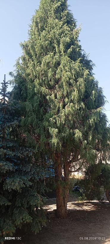клубника ягода: Туя западная (вероятно сорт с плакучей/колонновидной кроной) и голубая — 1