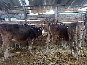 коровы на мясо: Продаю | Бык (самец) | На откорм | Привязанные — 7