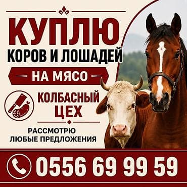 щенка овчарки купить: Колбасный цех : Коровы, быки, | На забой, на мясо — 1