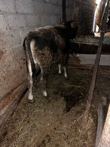 собачий дом: Продаю | Бык (самец) | Алатауская | На откорм | Привязанные — 1