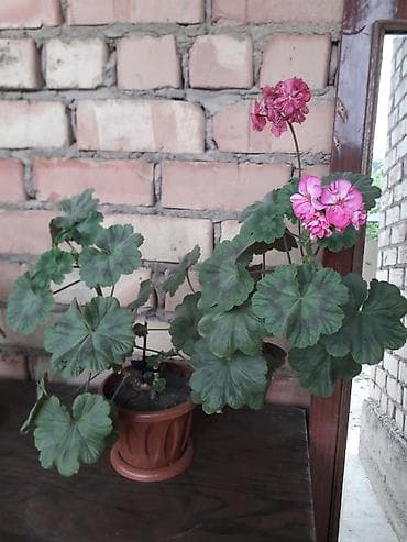 лампы для выращивания растений: Комнатное растение — пеларгония (герань) в горшке. Описание: - — 5
