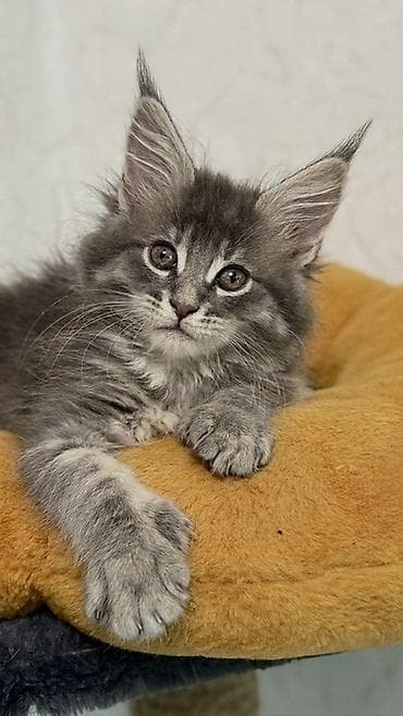 маленькие кошки: Мейн-кун, 1 месяц, Девочка, Голубой, Приучена к лотку — 1