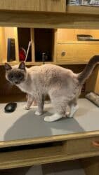 показы 1 354 72 договорная кошка даром британская короткошёрстная 1 год мальчик метис 2 позвонить написать: Сиам, 1 жаш, Ургаачы, Лотокко барууга үйрөтүлгөн — 6