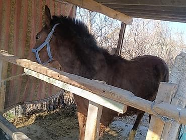 чистокровная лошадь: Продаю | Кобыла (самка) | Полукровка | Рабочий — 6