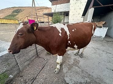 рабочи ат: Продаю | Корова (самка) | Для молока | Не стельные — 2