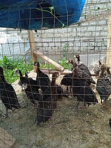 собаки рынок в бишкеке цены: 21 кундук ундук балапандары сатылат,шт 700сом — 2