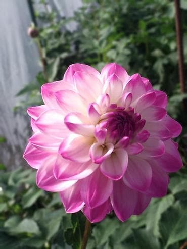 Комнатные растения: Продаём георгины Розовый эвелин, 1 штука оптовая цена. Корни не — 5