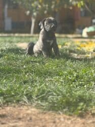 кане корсо купить щенка: Щенки Presa kanario - Очаровательные щенки с тигровым и однотонным — 3