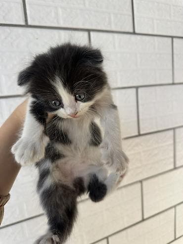 d cat: Котята, ищут уютный дом. 1,5 месяцев, едят самостоятельно(сухой — 1