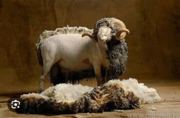 Стрижка овец