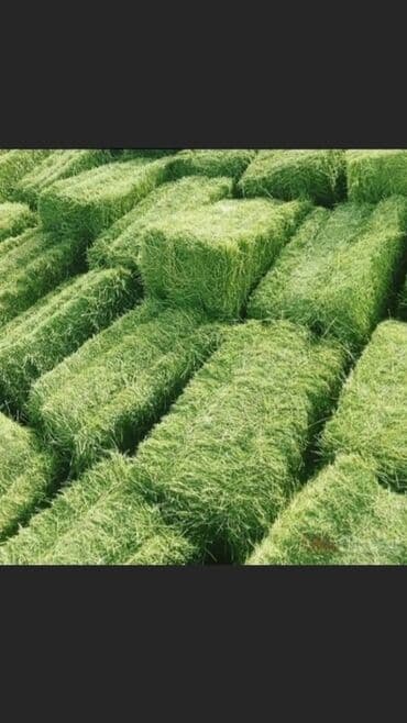 ловенс цена: Клевер🍀 Продаю тюки клевера сухие, зелёные тюки, лежат под навесом — 1