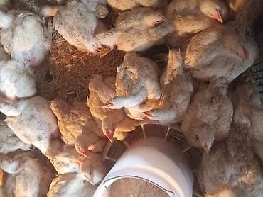 кукуруза рушенный: Продаю | Цыплята | Бройлерная | На забой — 1