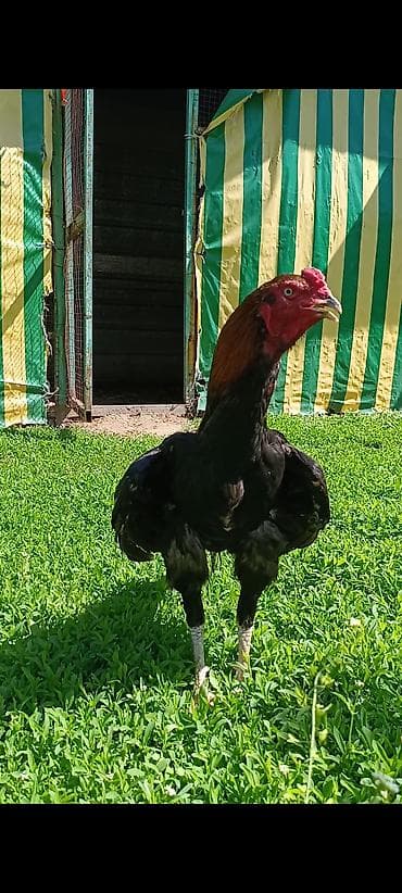 выстрел собак: Продаю | Петух | Бойцовая, Дакан | Для разведения, Для боев — 2