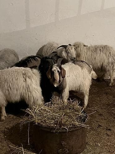 рога муйуз: Продаю | Коза (самка) | Для разведения | Племенные — 3