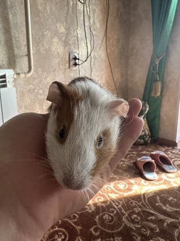 жугору фото: Морская свинка с клеткой — 2