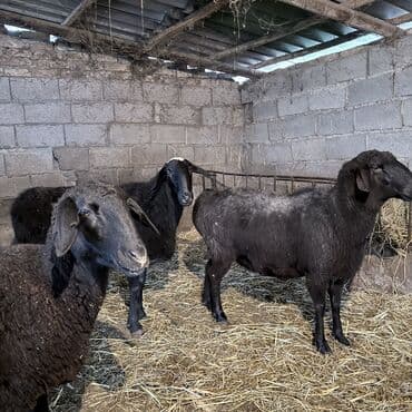 Аквариумдар: Сатам | Ургаачы кой (ургаачы) | Союуга, Көбөйтүү үчүн | Бычылган, Ургаачы, Токту — 3