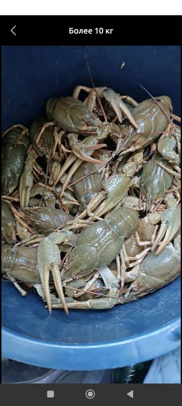 срочно продаю в связи с переездом: Продаю раков живых — 1