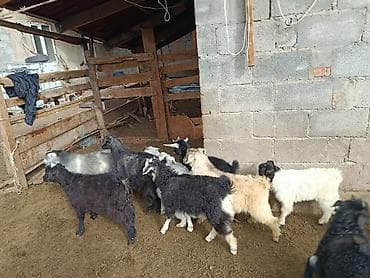 продажа кормов для сельскохозяйственных животных: Продаю | Коза (самка) | Полукровка | Для разведения — 5