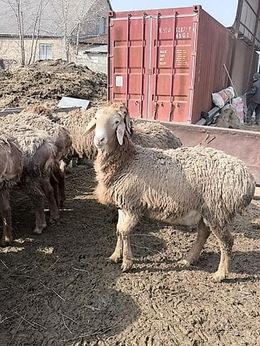 продам курей: Продаю | Баран (самец) | Полукровка | Для разведения | Матка — 7