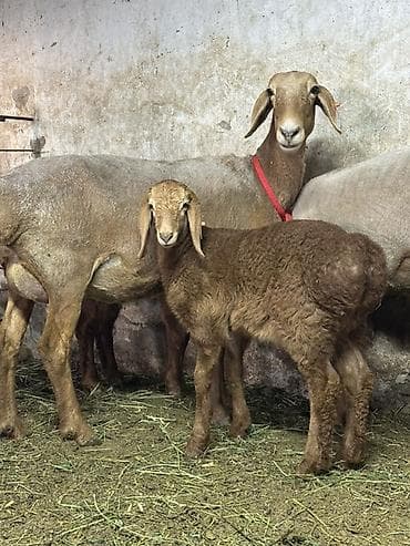 куплю хомяка с клеткой: Продаю | Овца (самка) | Эдильбаевская | Для разведения | Матка — 3