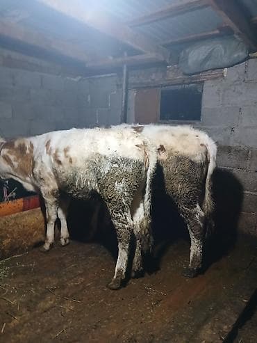 купить амура: Продаю | Бык (самец) | Полукровка | На откорм | Привязанные — 5