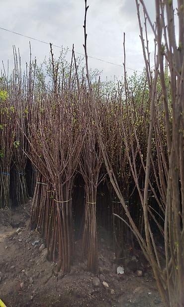 купить лук оптом: Саженцы полукарликовые оптом яблоко,груша,персик,колерованная — 3