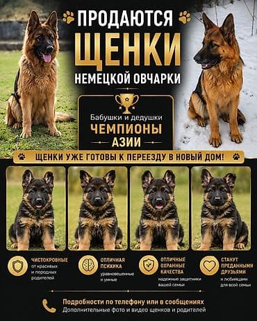 Иттер: Щенки немецкой овчарки - Родословные линии: бабушки и дедушки — — 1