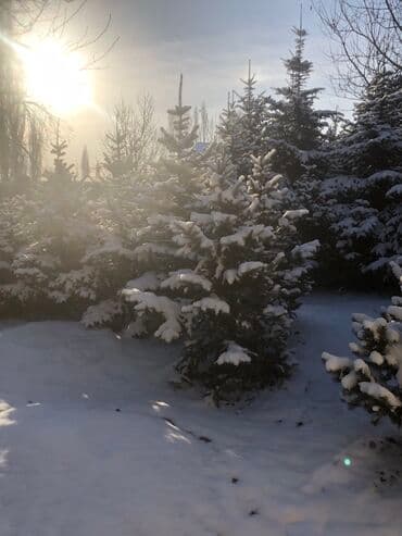 Елки Голубые тянь-шаньские, адаптированые под Бишкек! Разные размеры