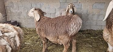 козу: Продаю | Ягненок | Для разведения — 3