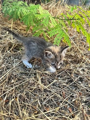 Котята, помёт из нескольких окраcов: - полосато-пятнистый с белыми