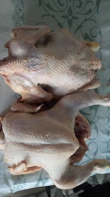 собаки рынок в бишкеке цены: Продаю куры бройлеров вес 2,5 килограмм, Есть ещё готовые туши — 4