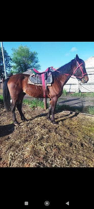 ат тарак: Продаю | Конь (самец) | Рабочий — 6