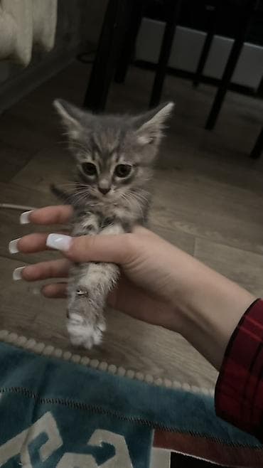 Животные: 1 месяц, Девочка, Приучена к лотку — 2