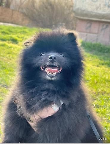 шпиц немецкий: Малый шпиц, окрас — чёрный. - Компактный формат, пушистая «лисья» — 1