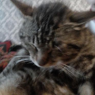 лабладор собака: Домашняя кошка, короткошёрстная, тигровый (табби) окрас с — 1