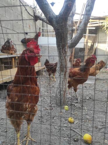 купить несушек курей: Корей ТОДЖОН короздору сатылат. 6-7 айлык короздор.
Адрес: Ош, Фуркат — 4