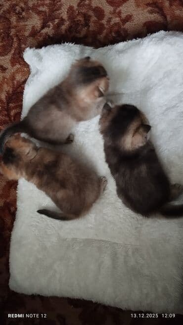 где купить кошку в бишкеке: Скотиш Страйт (Шотландская прямоухая), 1 месяц, Девочка, Приучена к лотку — 4