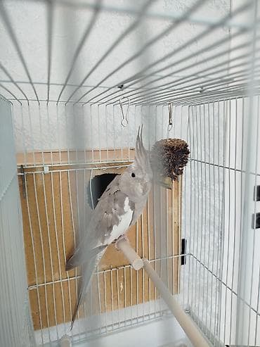 купить говорящий попугай: Продам попугая, самка.Без клетки — 4